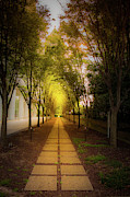 Pathway Photograph by Kenny Thomas