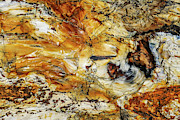 Petrified Wood Close up Photograph by Diane Moller