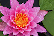 Pink Petals In The Rain Photograph by Jeff Sinon