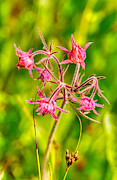 Prairie Smoke Wildflowers Photograph by Bruce Block