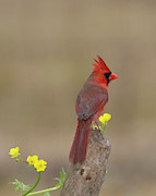 Red and Proud Photograph by Jim E Johnson