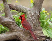 Red and Yellow Photograph by Jim E Johnson