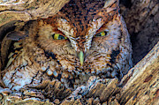 Shy Screech Owl Photograph by Douglas Wielfaert