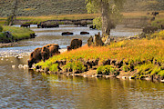 Slough Creek Bison Picnic Photograph by Adam Jewell