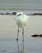 Snowy Egret Ruffled Photograph by Karen Stansberry