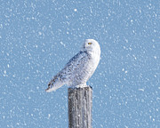 Snowy Owl Photograph by James Overesch