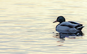 Somber Duck Photograph by Scott Lyons