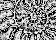 Split Ammonite Spiral Photograph by Bruce Block