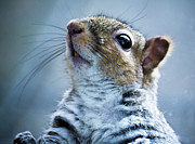 Squirrel with nose in the air Photograph by Scott Lyons