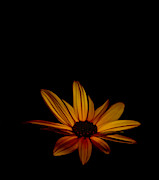 Sunflower Sublime Photograph by Debra Banks