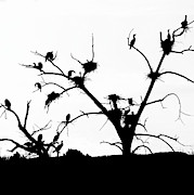 The Birds Photograph by Kevin Schwalbe