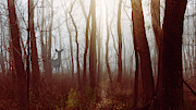 The Deer in the Fog by Joni Eskridge Photograph by Joni Eskridge
