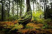 The Funny Tree Photograph by David Morefield