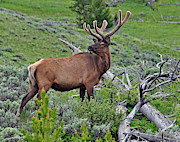 The King Photograph by Randall Dill