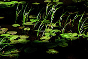 The Lily Pads Photograph by Marcy Wielfaert