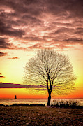 The Tree Photograph by Jeff Sinon