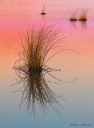 Tufts at Sunset Photograph by Jacalyn Ackerman