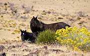 Two wild black horses among yellow flowers Photograph by Waterdancer