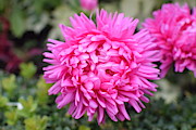 Vibrant Pink Flower Photograph by Abigail Diane Photography