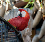 Who's Looking at me Photograph by Abigail Diane Photography