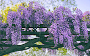 Wisteria Floribunda Photograph by Jessica Jenney