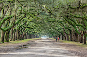 Wormsloe Wandering Photograph by Douglas Wielfaert