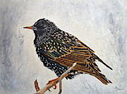 Wrapped Up - European Starling Painting by Angeles M Pomata