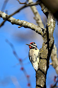 Yellow-Bellied Sapsucker in March Photograph by Rachel Morrison
