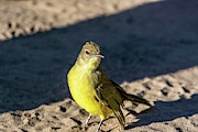 Zambezi Yellow-bellied Greenbul Photograph by Douglas Wielfaert