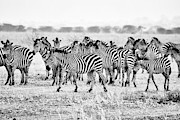 Zebras on the March Photograph by Bruce Block