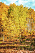 Aspen Forest in Colorado #1 Photograph by Kevin Schwalbe