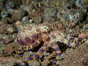 Blue Ring Octopus #4 Photograph by Brian Weber