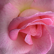 Close-Up of Pink Rose Petals #1 Photograph by Barbara Siegel