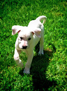 Cute White Labrador Puppy #1 Digital Art by Waterdancer