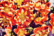 Dahlia #1 Photograph by Bruce Block