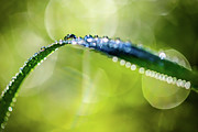 Dew on Leaf #2 Photograph by Ursula Abresch
