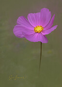 Digitally painted Cosmos #1 Photograph by Sue Leonard