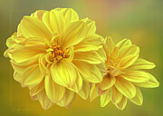 Digitally Painted Dahlia #1 Photograph by Sue Leonard