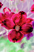 Dogwood Flowers #2 Digital Art by Bruce Block