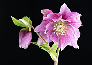 Double Pink Hellebore  #1 Photograph by Shirley Mitchell