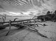 Drift wood beach photograph #1 Photograph by Louis Dallara