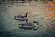 Evergreen Lake, Colorado  - Canadian Geese #1 Photograph by Robert Niemeier