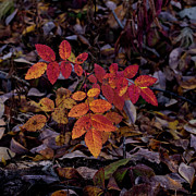 Fall Colors #1 Photograph by Fred Denner