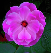 Floral Abstract 29 Digital Art by William Gunn