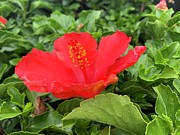 Flower Joy #1 Photograph by Catherine Wilson