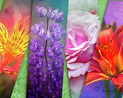 Flower Montage #1 Photograph by Sue Leonard