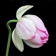 Gentle Beauty #2 Photograph by Elvira Peretsman