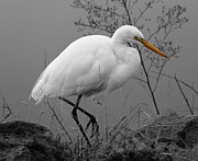 Great Egret #1 Photograph by Helo Art