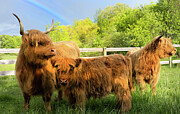 Highland Cattle Family under Rainbow #1 Photograph by Brian Allen