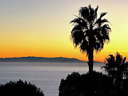 1 Island 2 Palms Photograph by Joe Schofield